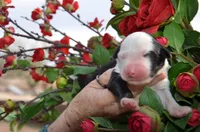 processed/732a1749-41a6-49cc-8075-9c52d658297e/listing/8d2f3ac3-556c-489d-897e-ad5e257445aa/3fbaaf48-6f36-448e-b361-f670716de8aa