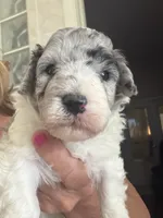 Yogi Micro Mini Sheepadoodle , a male Poodle - Toy  and Sheepadoodle for sale in Phoenix, AZ – 3 of 8