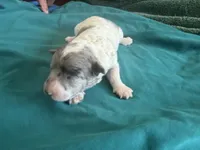 Jade Micro Miniture, a male Old English Sheepdog and Poodle - Toy  for sale in Phoenix, AZ – 1 of 7