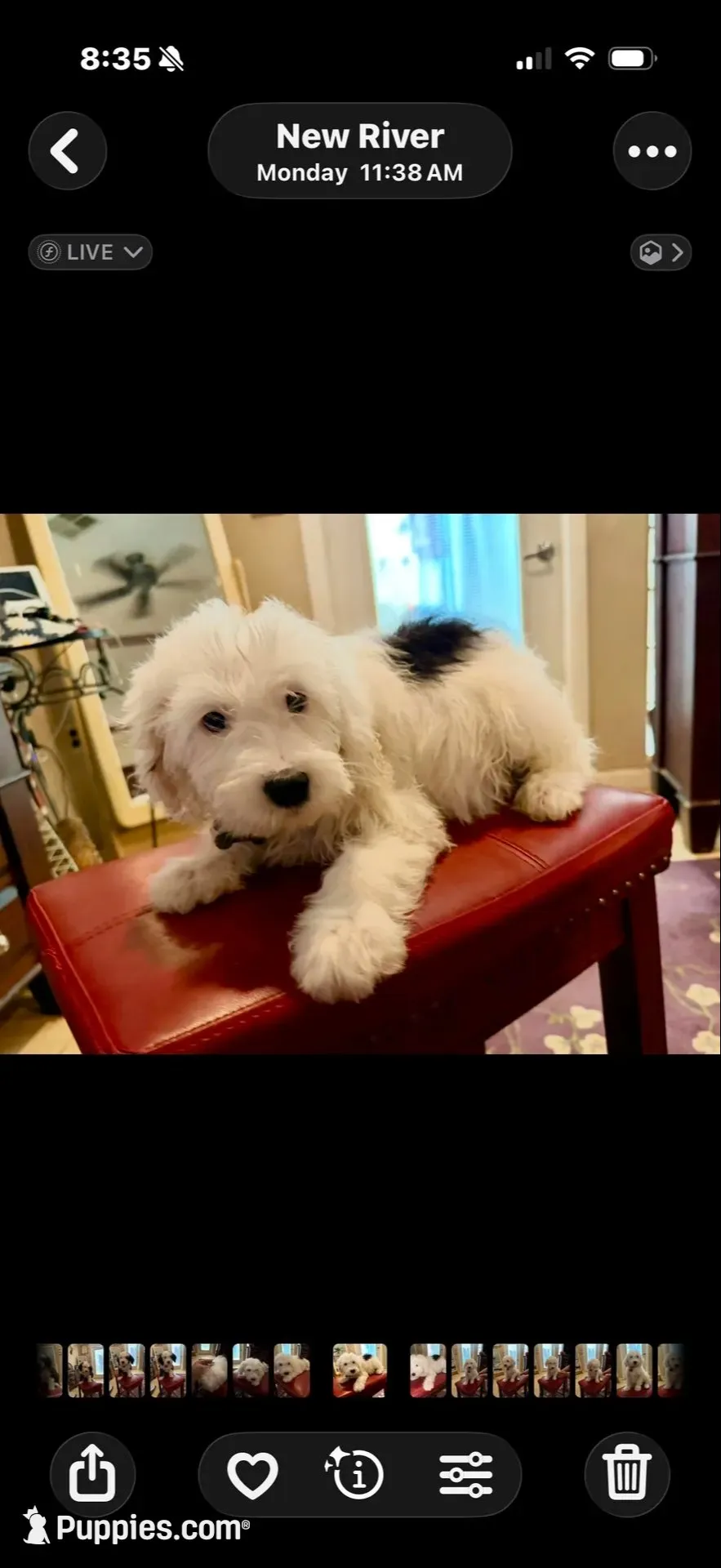 Rufas Mini Sheepadoodle, a male Sheepadoodle for sale in Phoenix, AZ – 8 of 8