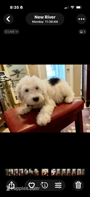 Rufas – Sheepadoodle puppy for sale in Phoenix, AZ