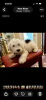 Rufas, a male Sheepadoodle for sale in Phoenix, AZ – Photo 1 of 5