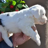 Rufas-Reduced price, a male Sheepadoodle for sale in Phoenix, AZ – Photo 2 of 6
