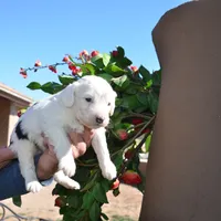 Rufas-Reduced price, a male Sheepadoodle for sale in Phoenix, AZ – Photo 5 of 6