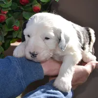 Rufas-Reduced price, a male Sheepadoodle for sale in Phoenix, AZ – Photo 4 of 6