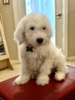Rufas, a male Sheepadoodle for sale in Phoenix, AZ – Photo 2 of 5