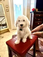 Rufas price drop, a male Sheepadoodle for sale in Phoenix, AZ – Photo 4 of 6