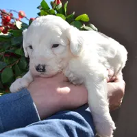 Rufas-Reduced price, a male Sheepadoodle for sale in Phoenix, AZ – Photo 1 of 6