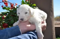 processed/732a1749-41a6-49cc-8075-9c52d658297e/listing/91c7efd0-7a3a-4fca-a80d-3398e870acd2/a059995c-e336-4f3d-a432-582b7d490932