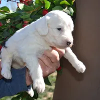 Rufas-Reduced price, a male Sheepadoodle for sale in Phoenix, AZ – Photo 6 of 6