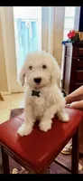 Rufas, a male Sheepadoodle for sale in Phoenix, AZ – Photo 4 of 5