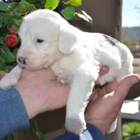 Rufas-Reduced price, a male Sheepadoodle for sale in Phoenix, AZ – Photo 3 of 6