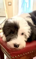 Jasper, a male Sheepadoodle for sale in Phoenix, AZ – Photo 2 of 5