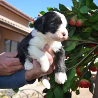 Yoshie-Reduced price, a male Sheepadoodle for sale in Phoenix, AZ – Photo 1 of 5