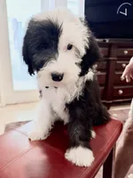 Jasper, a male Sheepadoodle for sale in Phoenix, AZ – Photo 3 of 5