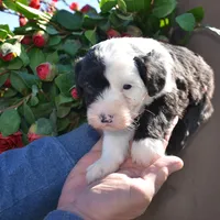 Yoshie-Reduced price, a male Sheepadoodle for sale in Phoenix, AZ – Photo 2 of 5
