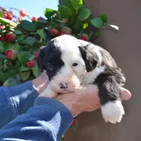 Yoshie-Reduced price, a male Sheepadoodle for sale in Phoenix, AZ – Photo 3 of 5