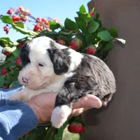 Yoshie-Reduced price, a male Sheepadoodle for sale in Phoenix, AZ – Photo 4 of 5