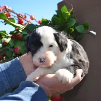 Yoshie-Reduced price, a male Sheepadoodle for sale in Phoenix, AZ – Photo 5 of 5