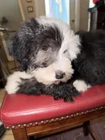 Jasper, a male Sheepadoodle for sale in Phoenix, AZ – Photo 4 of 5