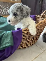 Kiwi Micro Mini Sheepadoodle, a male Poodle - Toy  and Sheepadoodle for sale in Phoenix, AZ – 3 of 10