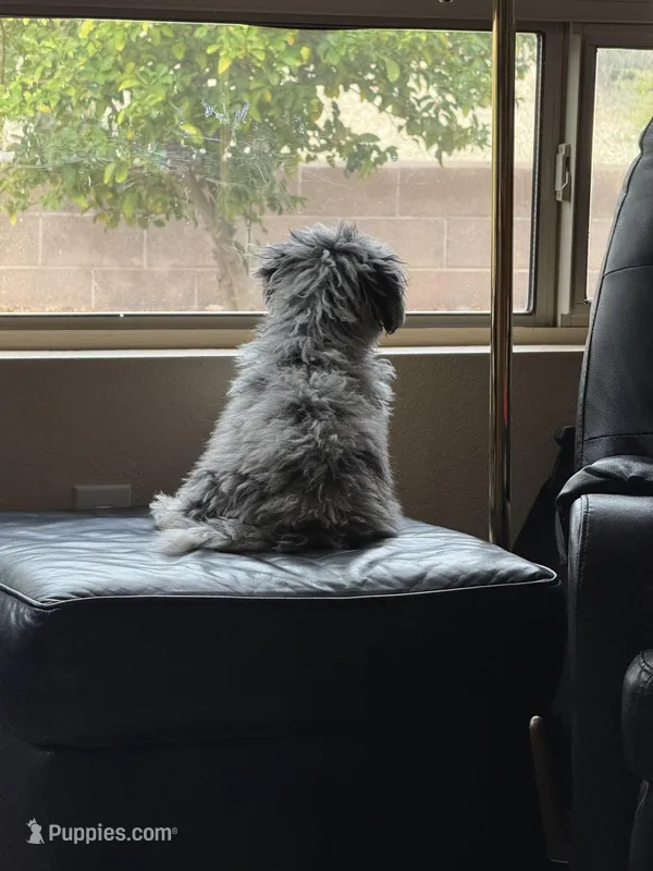 Micro mini sheepadoodles coming soon – Sheepadoodle puppy for sale in Phoenix, AZ