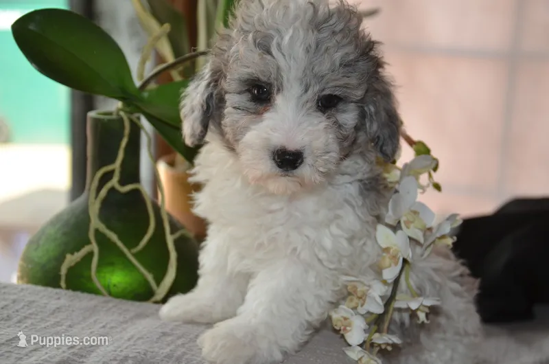 Kiwi Micro Mini Sheepadoodle – Sheepadoodle puppy for sale in Phoenix, AZ