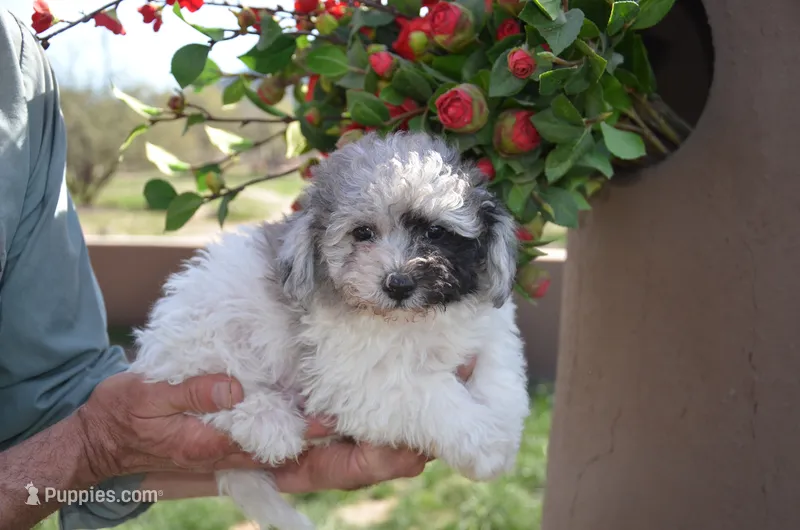 Prince – Sheepadoodle puppy for sale in Phoenix, AZ