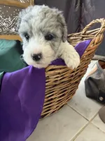 Kiwi Micro Mini Sheepadoodle, a male Poodle - Toy  and Sheepadoodle for sale in Phoenix, AZ – 4 of 10