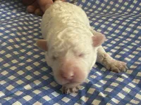 Sugar Micro Mini, a male Poodle - Toy  and Sheepadoodle for sale in Phoenix, AZ – 5 of 7