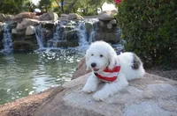 Rufas Mini Sheepadoodle, a male Sheepadoodle for sale in Phoenix, AZ – 2 of 8