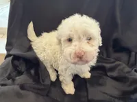 Sugar Micro Mini Doodle with Blue Eyes, a male Poodle - Toy  and Sheepadoodle for sale in Phoenix, AZ – 2 of 6