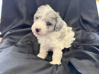 Kiwi Micro Mini Sheepadoodle, a male Poodle - Toy  and Sheepadoodle for sale in Phoenix, AZ – 5 of 10