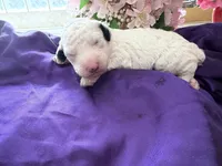MAX, a male Sheepadoodle and Poodle - Standard  for sale in Phoenix, AZ – 4 of 5
