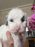 Snowflake Micro Mini / Blue Eyes, a female Poodle - Toy  and Sheepadoodle for sale in Phoenix, AZ – 6 of 9