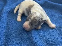 Kiwi micro Miniture, a male Old English Sheepdog and Poodle - Toy  for sale in Phoenix, AZ – 4 of 8