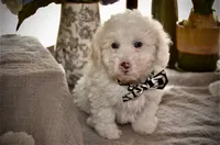 Casper Micro Mini/Blue Eyes Reduced, a male Sheepadoodle for sale in Phoenix, AZ – 2 of 7