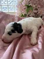Daisy, a female Sheepadoodle and Poodle - Standard  for sale in Phoenix, AZ – 3 of 7
