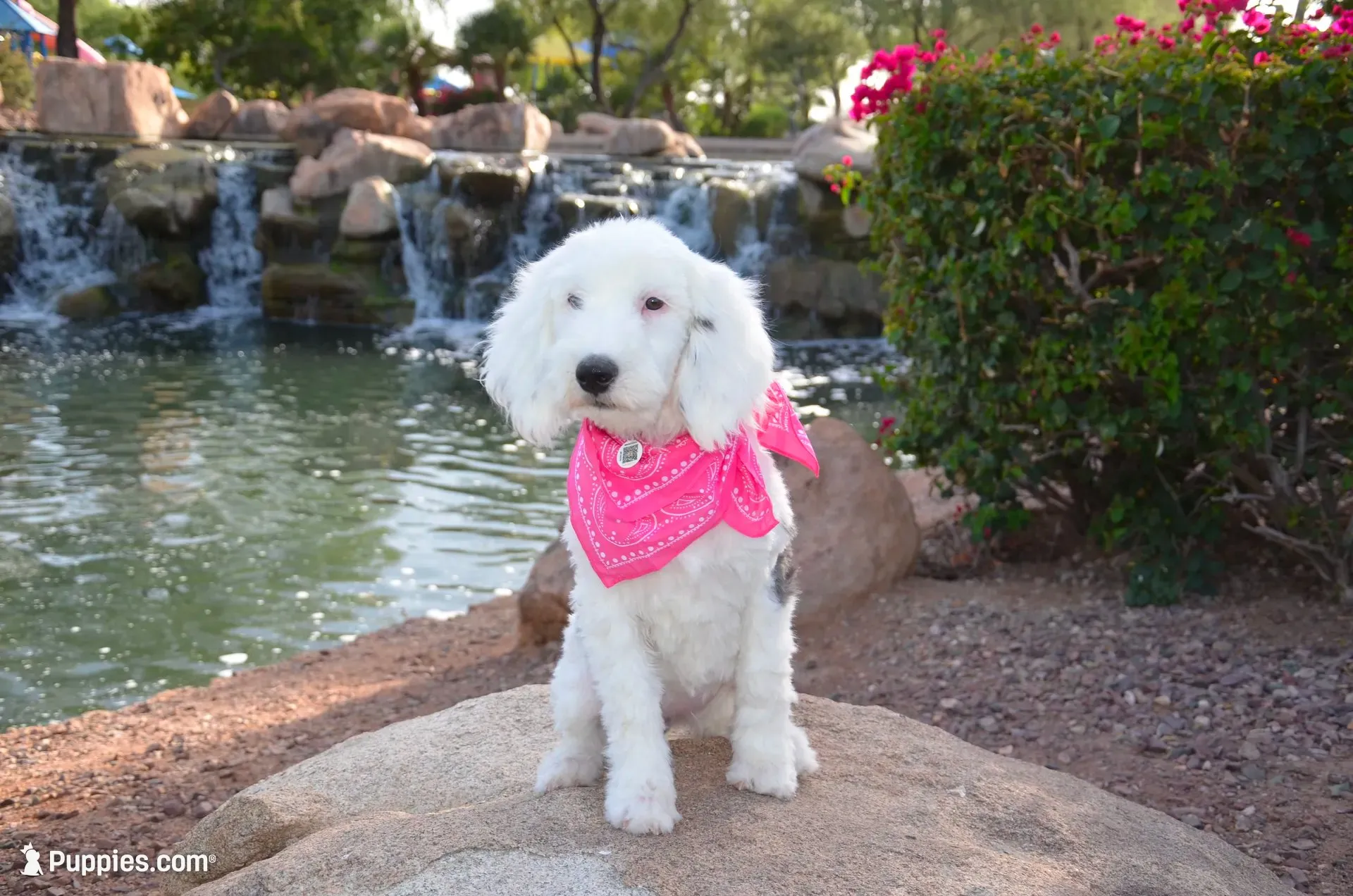 Lulu Mini Sheepadoodle, a female Sheepadoodle for sale in Phoenix, AZ – 5 of 7