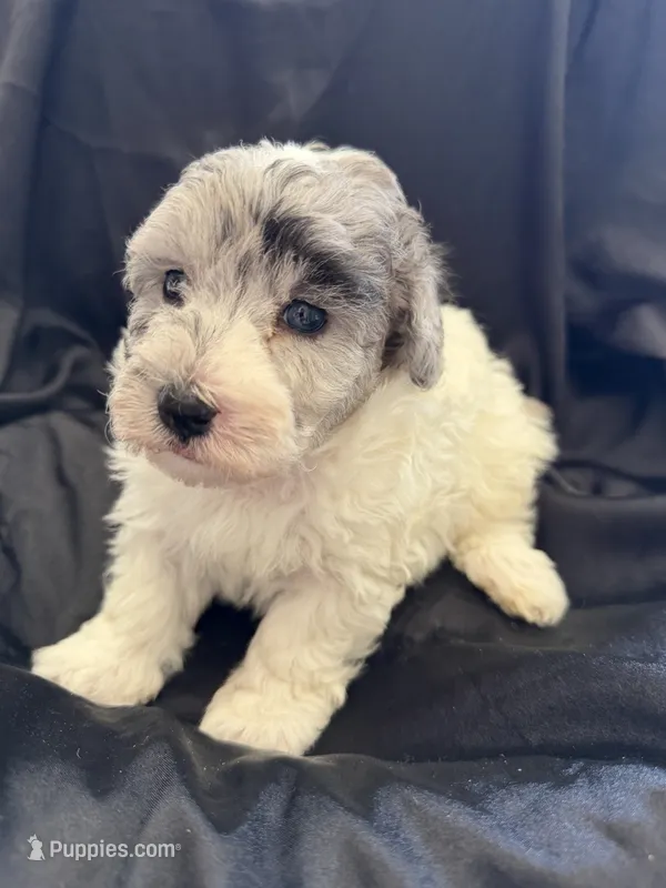Yogi Micro Mini Sheepadoodle  – Poodle - Toy , Sheepadoodle puppy for sale in Phoenix, AZ