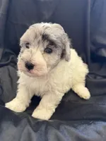 Yogi Micro Mini Sheepadoodle , a male Poodle - Toy  and Sheepadoodle for sale in Phoenix, AZ – 1 of 8