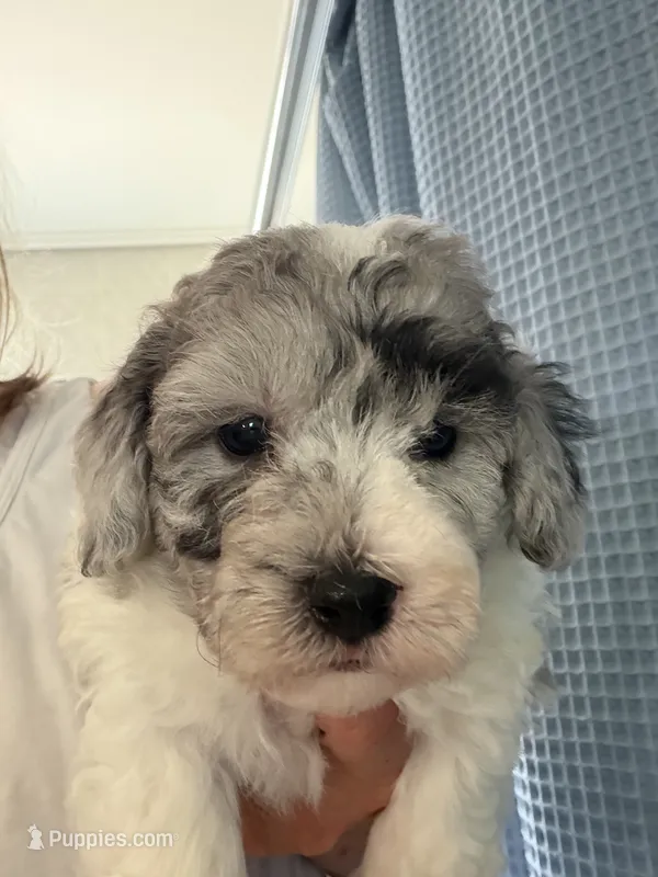 Yogi Micro Miniture Sheepadoodle – Old English Sheepdog, Poodle - Toy  puppy for sale in Phoenix, AZ