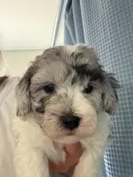 Yogi Micro Miniture Sheepadoodle, a male Old English Sheepdog and Poodle - Toy  for sale in Phoenix, AZ – 1 of 8