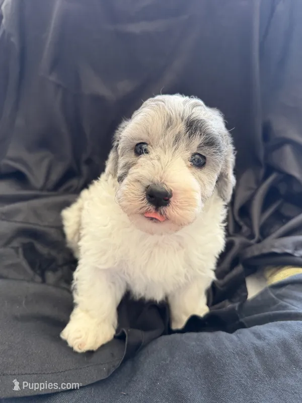 Yogi Micro Miniture Sheepadoodle – Sheepadoodle puppy for sale in Phoenix, AZ