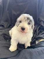 Yogi Micro Miniture Sheepadoodle, a male Old English Sheepdog and Poodle - Toy  for sale in Phoenix, AZ – 3 of 8