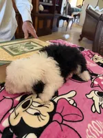 Natalia, a female Sheepadoodle for sale in Phoenix, AZ – Photo 4 of 9