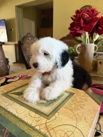 Natalia, a female Sheepadoodle for sale in Phoenix, AZ – Photo 2 of 9