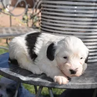 Natalia-Reduced price, a female Sheepadoodle for sale in Phoenix, AZ – Photo 3 of 7