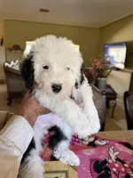 Natalia, a female Sheepadoodle for sale in Phoenix, AZ – Photo 8 of 9