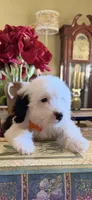Natalia, a female Sheepadoodle for sale in Phoenix, AZ – Photo 1 of 9